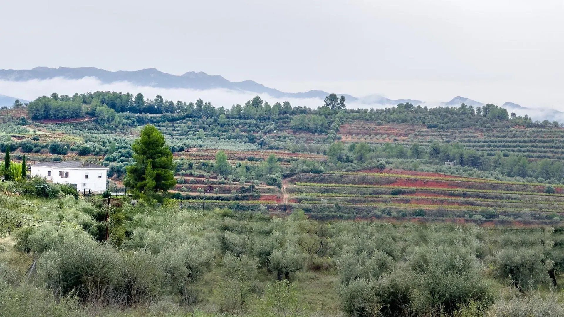 Camins Del Priorat : Ermita Pinyeres Apartment El Masroig Spain